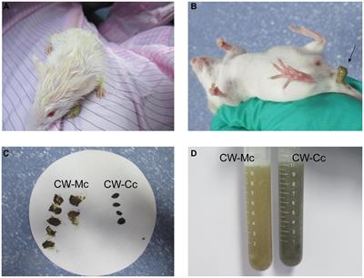 Alterations in intestinal microbiota and enzyme activities under cold-humid stress: implications for diarrhea in cold-dampness trapped spleen syndrome